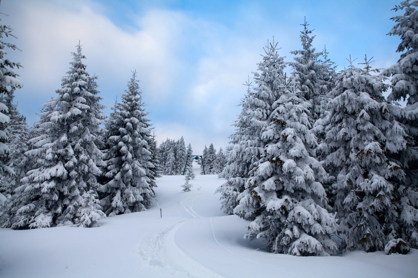 Cold Plunges: The Cool Way to Survive the Christmas Stress